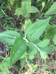 Eupatorium × truncatum
