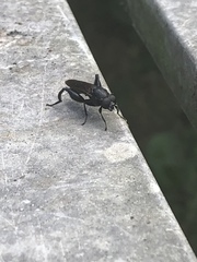 Chalcosyrphus chalybeus