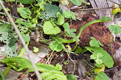 Trimeresurus erythrurus