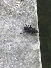 Chalcosyrphus chalybeus