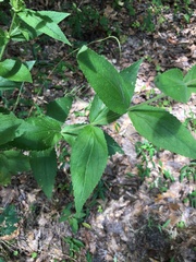 Eupatorium × truncatum