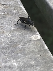 Chalcosyrphus chalybeus