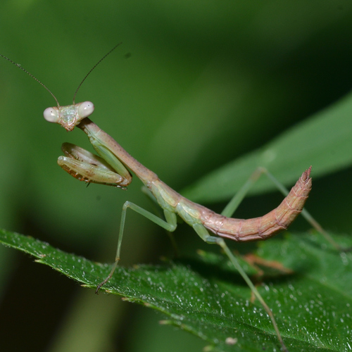 Carolina Mantis, photo 5 of 9