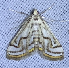 Parapoynx badiusalis
