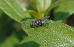 Cochliomyia
