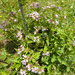 Houstonia montana - Photo (c) Andy Newman,  זכויות יוצרים חלקיות (CC BY-NC), הועלה על ידי Andy Newman