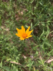 Coreopsis pubescens