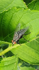 Sarcophagidae