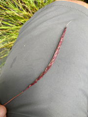 Elymus glaucus glaucus