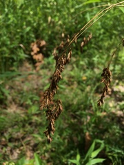Festuca paradoxa