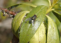 Cochliomyia