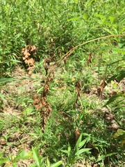 Festuca paradoxa