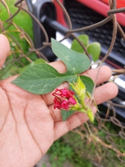Ipomoea purpurea