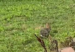 Sylvilagus floridanus