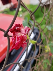 Ipomoea purpurea