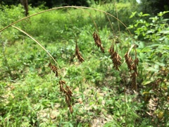 Festuca paradoxa