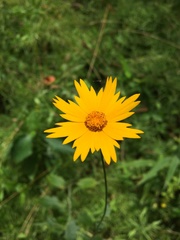 Coreopsis pubescens