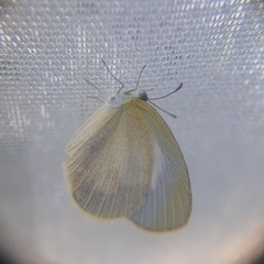 Eurema daira