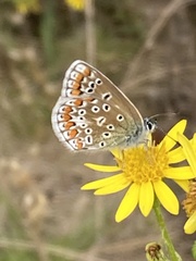 Polyommatus icarus