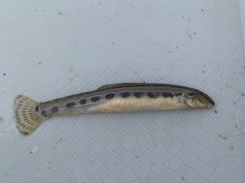 Danubian Spined Loach