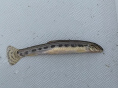 Cobitis elongatoides
