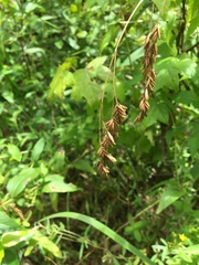 Festuca paradoxa