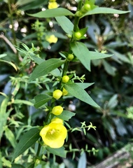 Aureolaria levigata