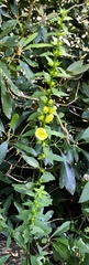 Aureolaria levigata
