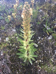 Campanula thyrsoides
