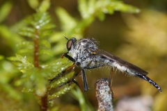 Neoitamus socius