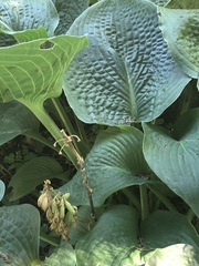 Hosta ventricosa