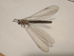 Myrmecaelurus trigrammus