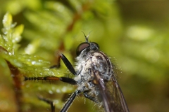 Neoitamus socius