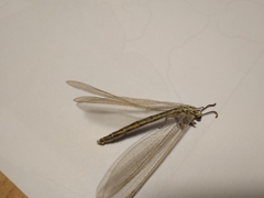 Myrmecaelurus trigrammus