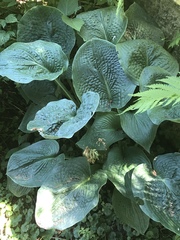 Hosta ventricosa