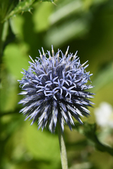 Echinops bannaticus