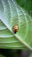 Harmonia axyridis