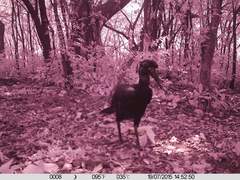 Bucorvus abyssinicus