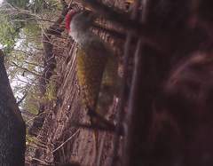 Campethera punctuligera