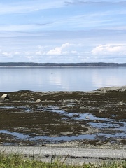 Balaenoptera physalus