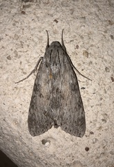 Erinnyis yucatana