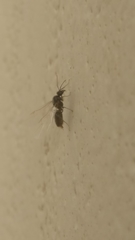 Formicidae
