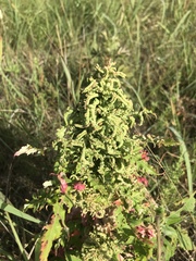 Eriophyes rhoinus