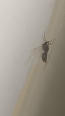 Formicidae