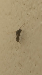 Formicidae