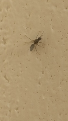 Formicidae