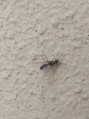 Formicidae