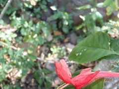 Ruellia mcvaughii