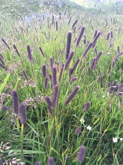 Phleum alpinum