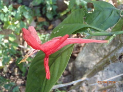 Ruellia mcvaughii